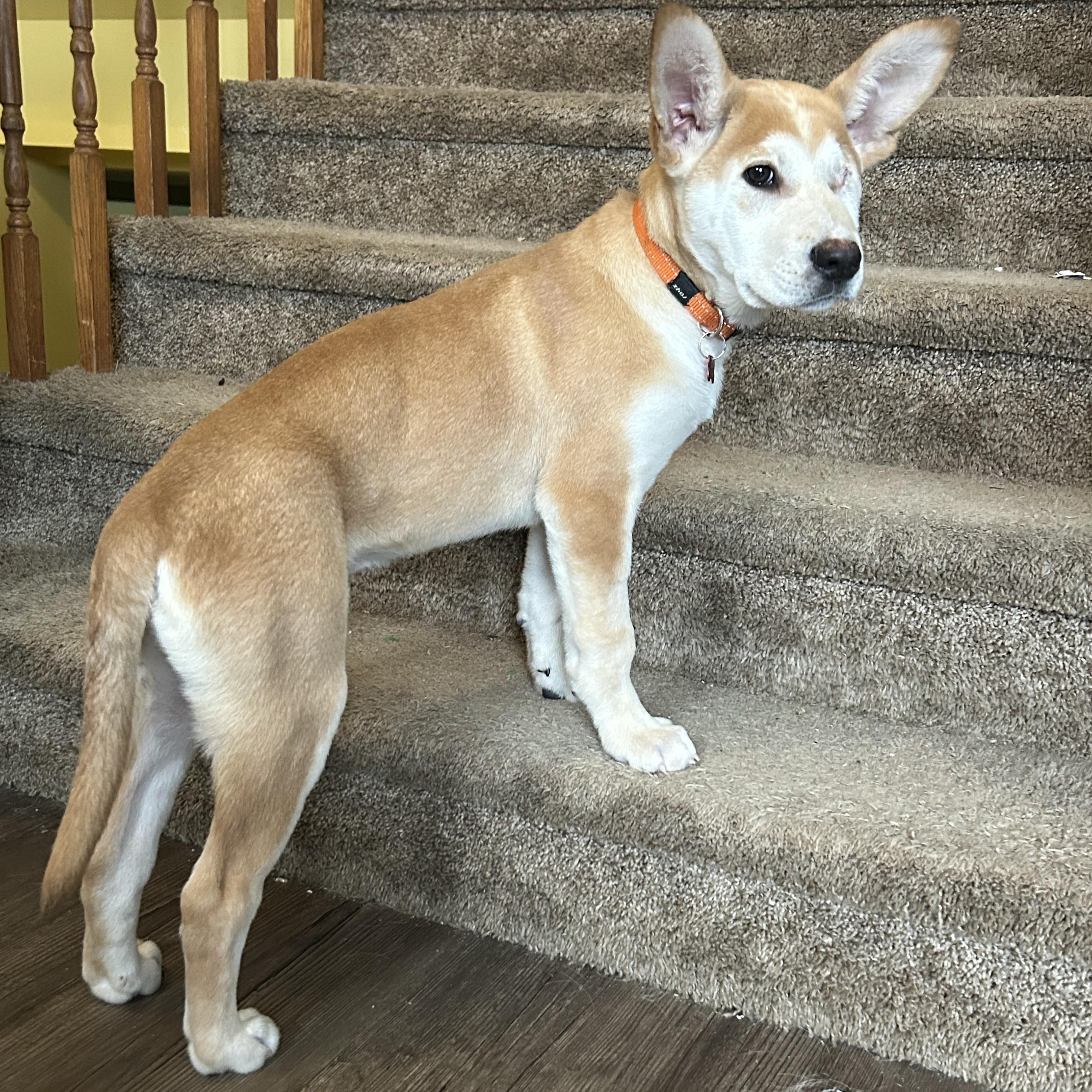 Enlarge Astro, an adoptable Mixed Breed in Saskatoon, SK image 1/5