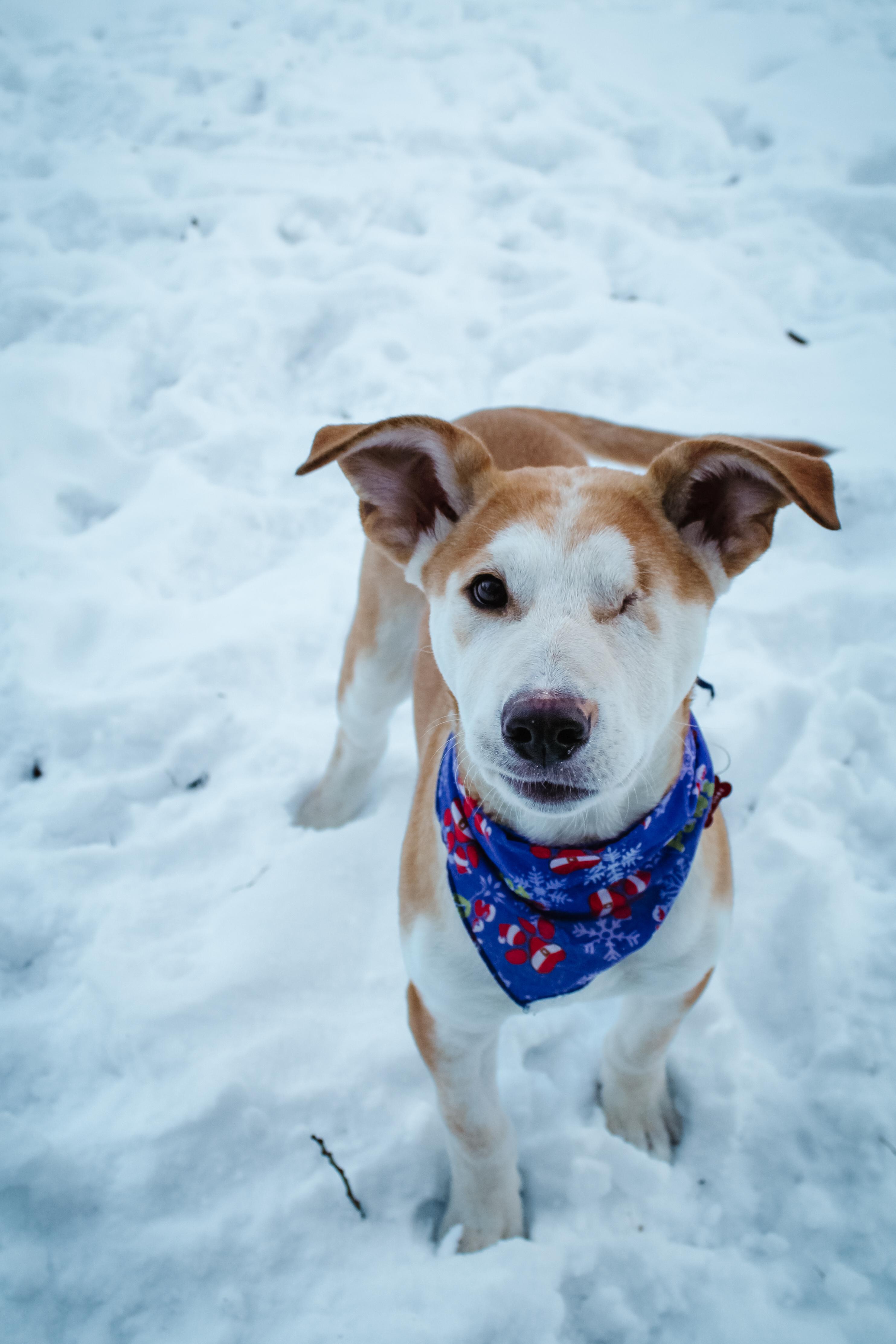 Enlarge Astro, an adoptable Mixed Breed in Saskatoon, SK image 4/5