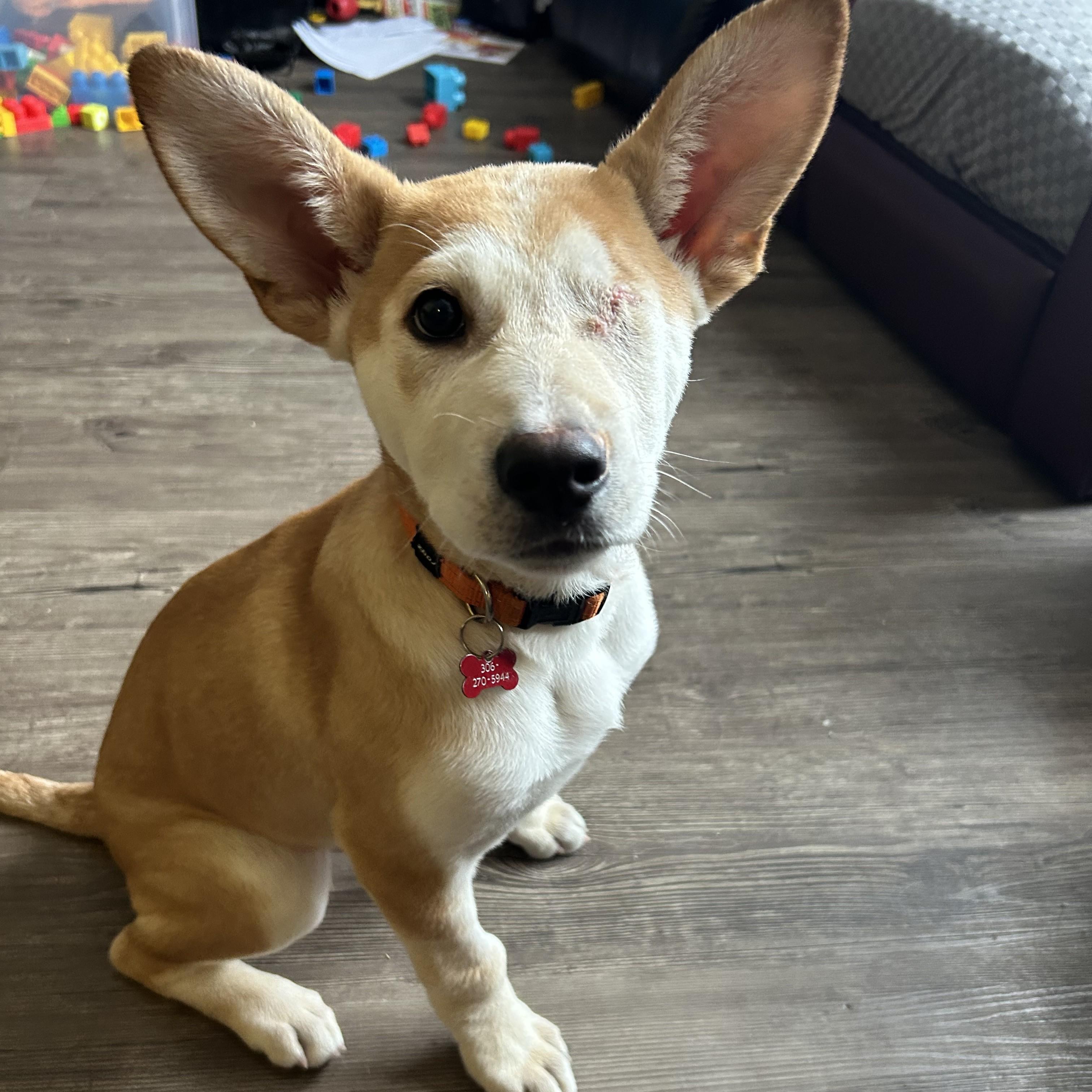 Enlarge Astro, an adoptable Mixed Breed in Saskatoon, SK image 2/5