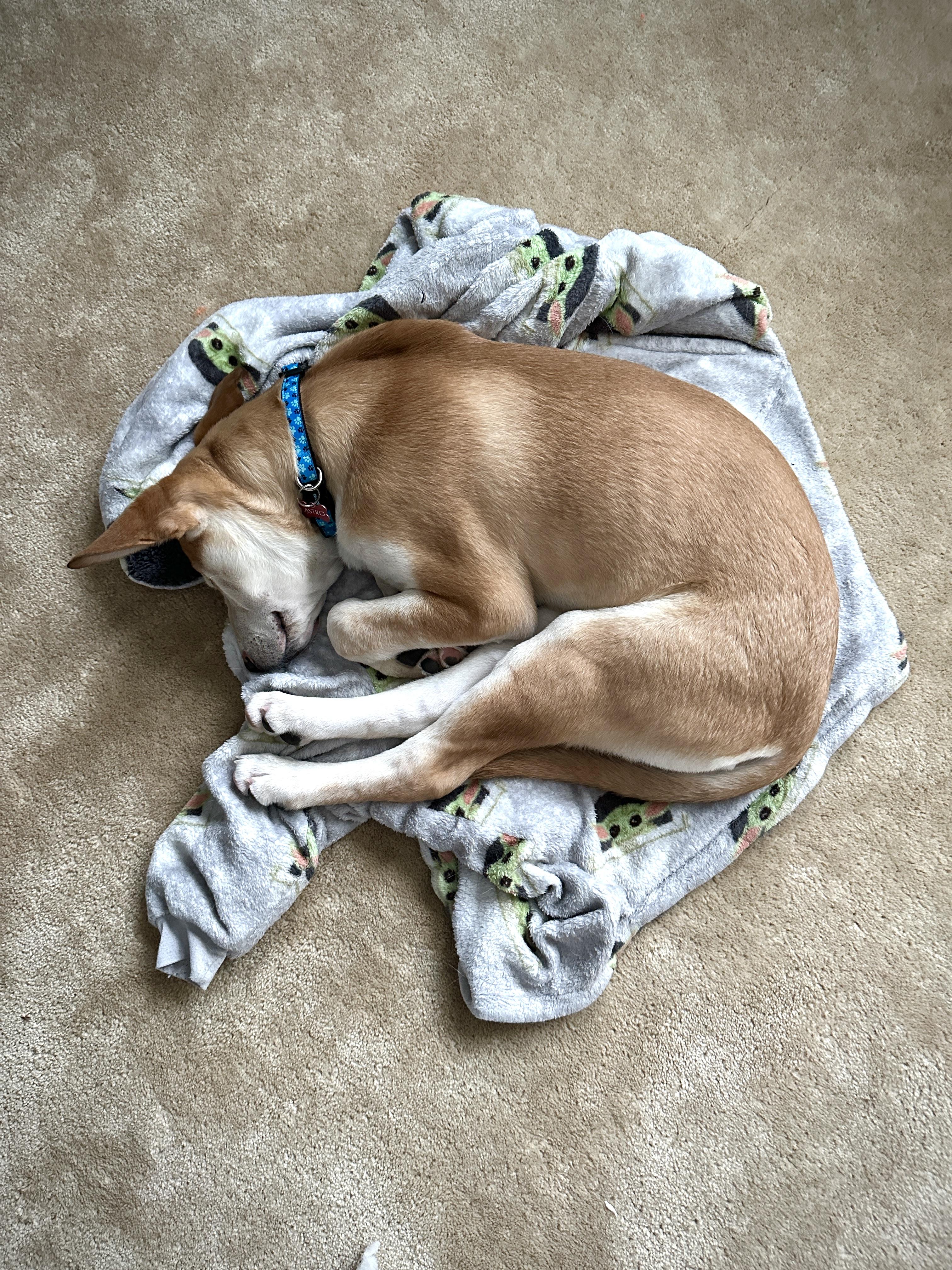 Enlarge Astro, an adoptable Mixed Breed in Saskatoon, SK image 3/5