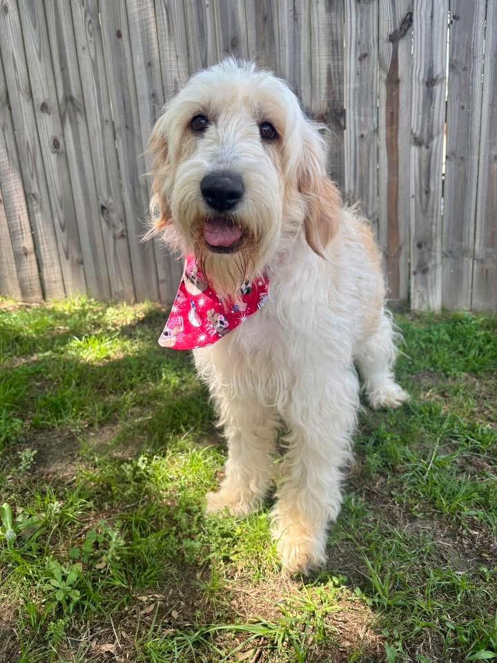 Deena, an adopted mixed breed in Mendham, NJ image 1/3