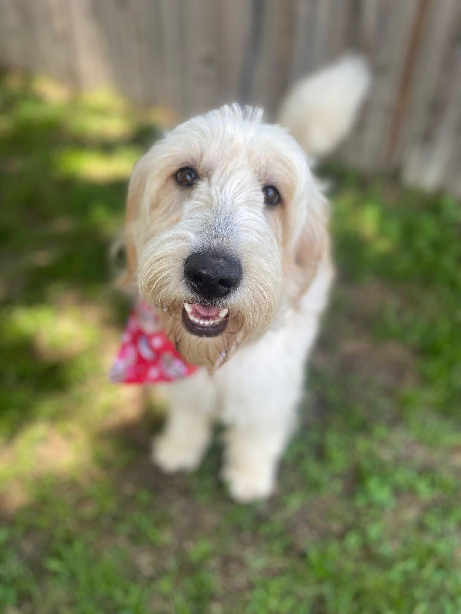 Deena, an adopted mixed breed in Mendham, NJ image 2/3