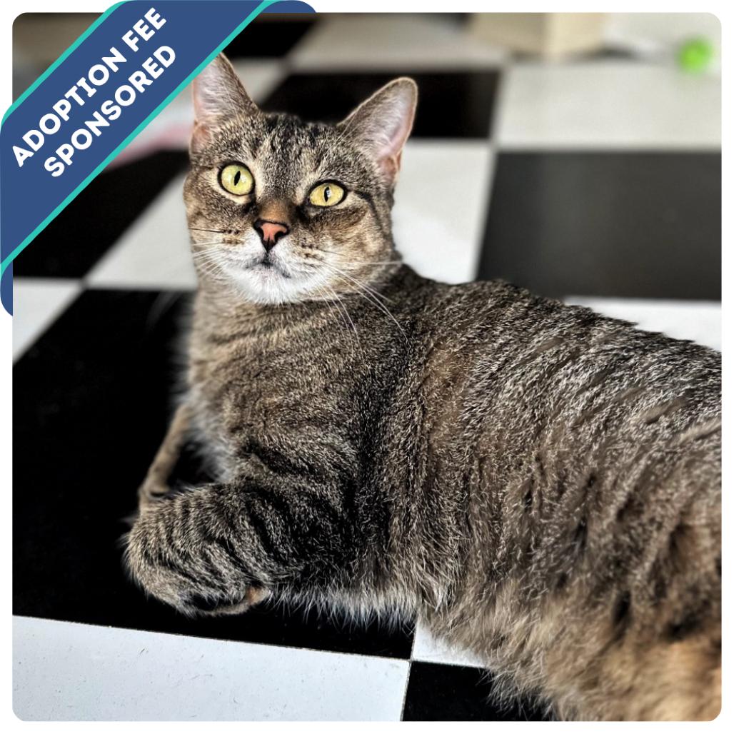 Bun Bun, Adoptable, Adult Female Domestic Short Hair.