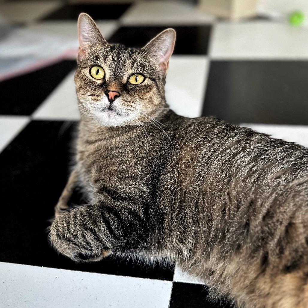 Enlarge Bun Bun, a Adoptable Domestic Short Hair in Fredericksburg, VA image 2/6