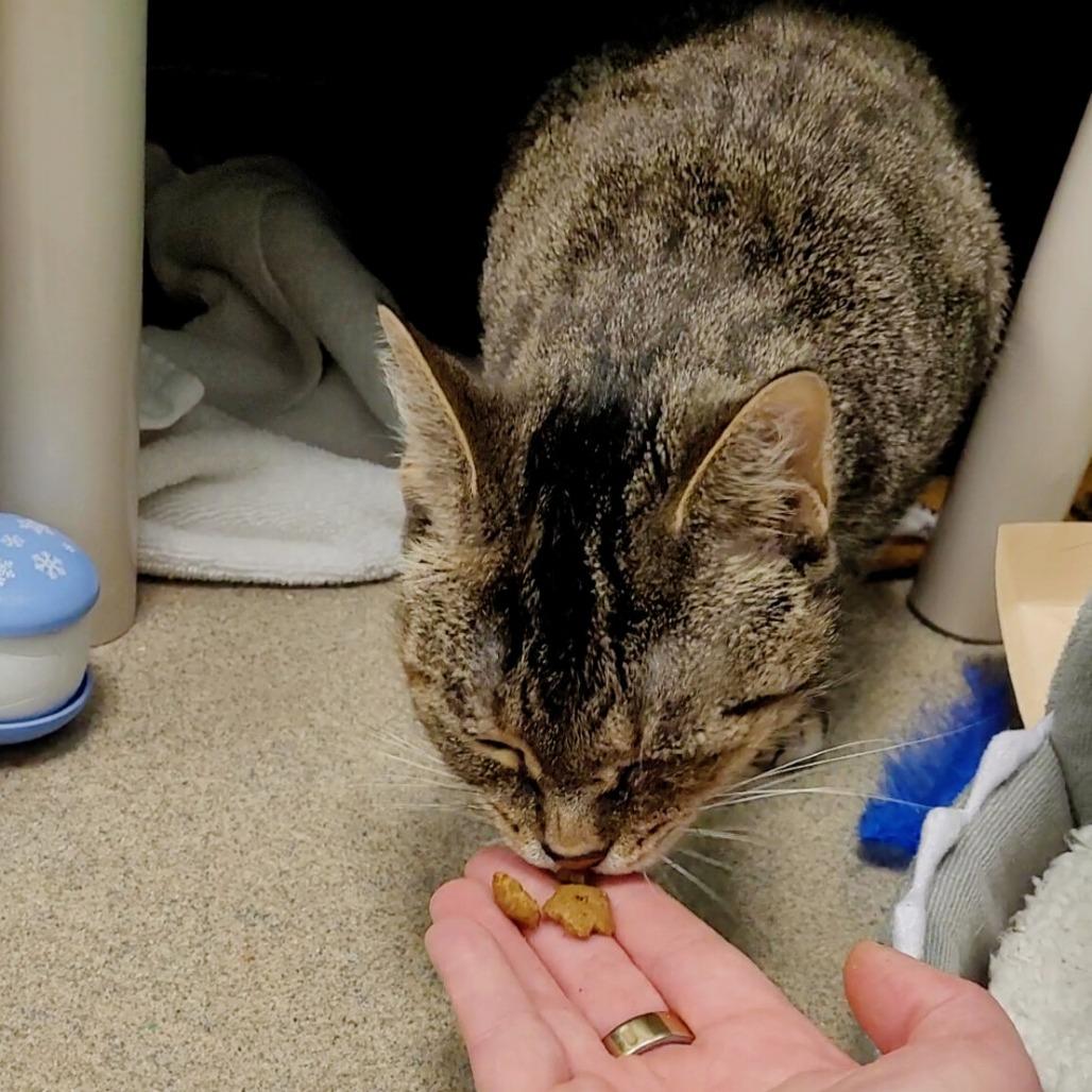 Enlarge Bun Bun, a Adoptable Domestic Short Hair in Fredericksburg, VA image 4/6