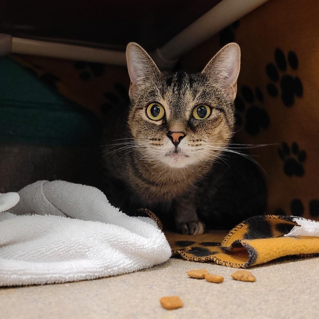 Enlarge Bun Bun, a Adoptable Domestic Short Hair in Fredericksburg, VA image 5/6