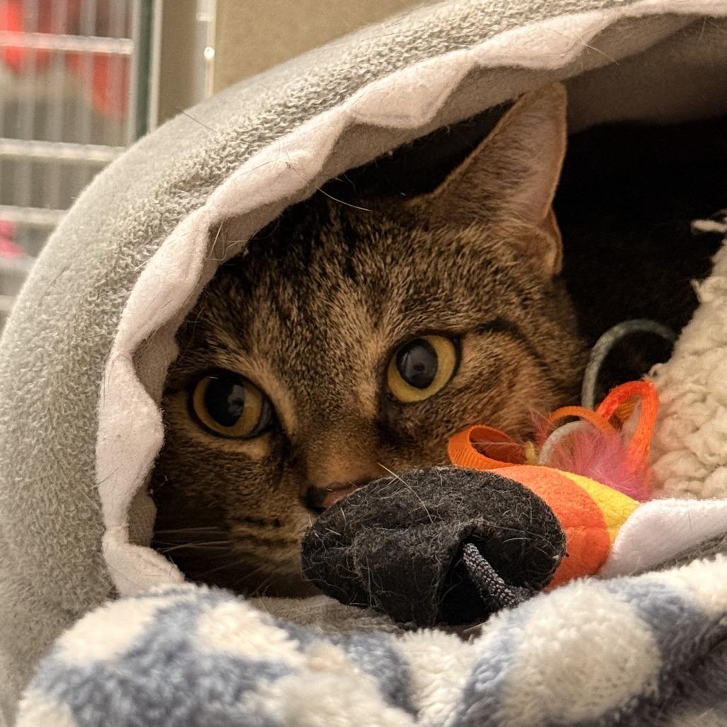 Enlarge Bun Bun, a Adoptable Domestic Short Hair in Fredericksburg, VA image 6/6