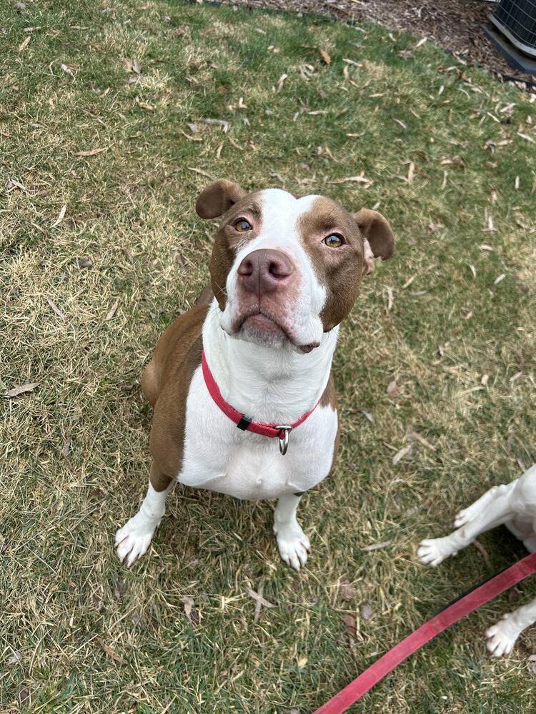 Petey, Adoptable, Adult Male Pit Bull Terrier.