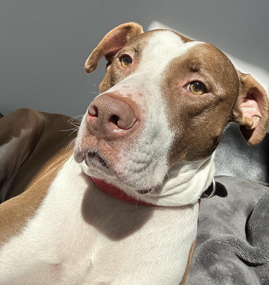 Enlarge Petey, a Adoptable mixed breed in Indianapolis, IN image 2/5