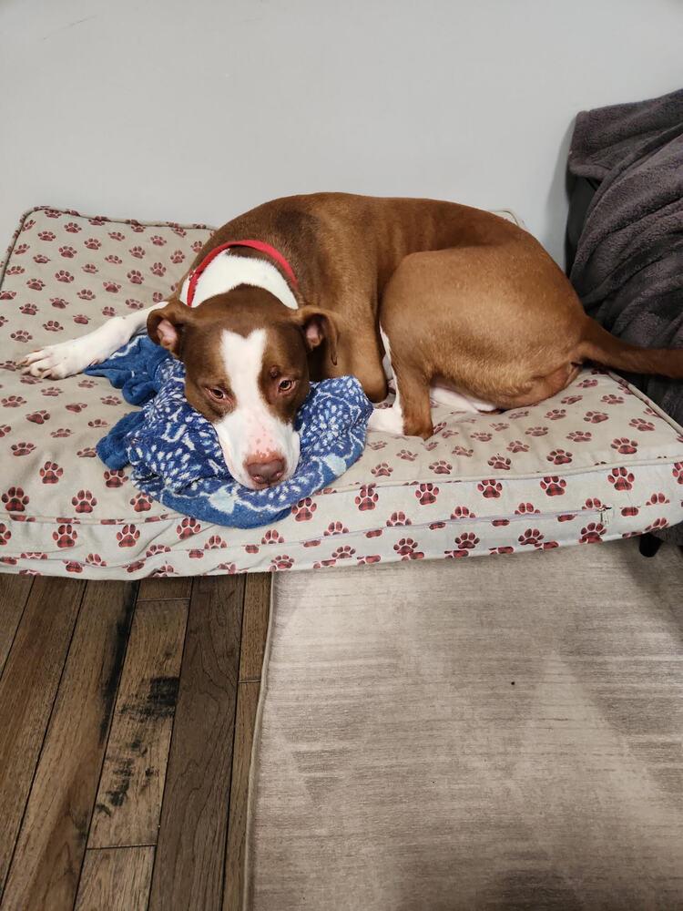 Enlarge Petey, a Adoptable mixed breed in Indianapolis, IN image 3/5