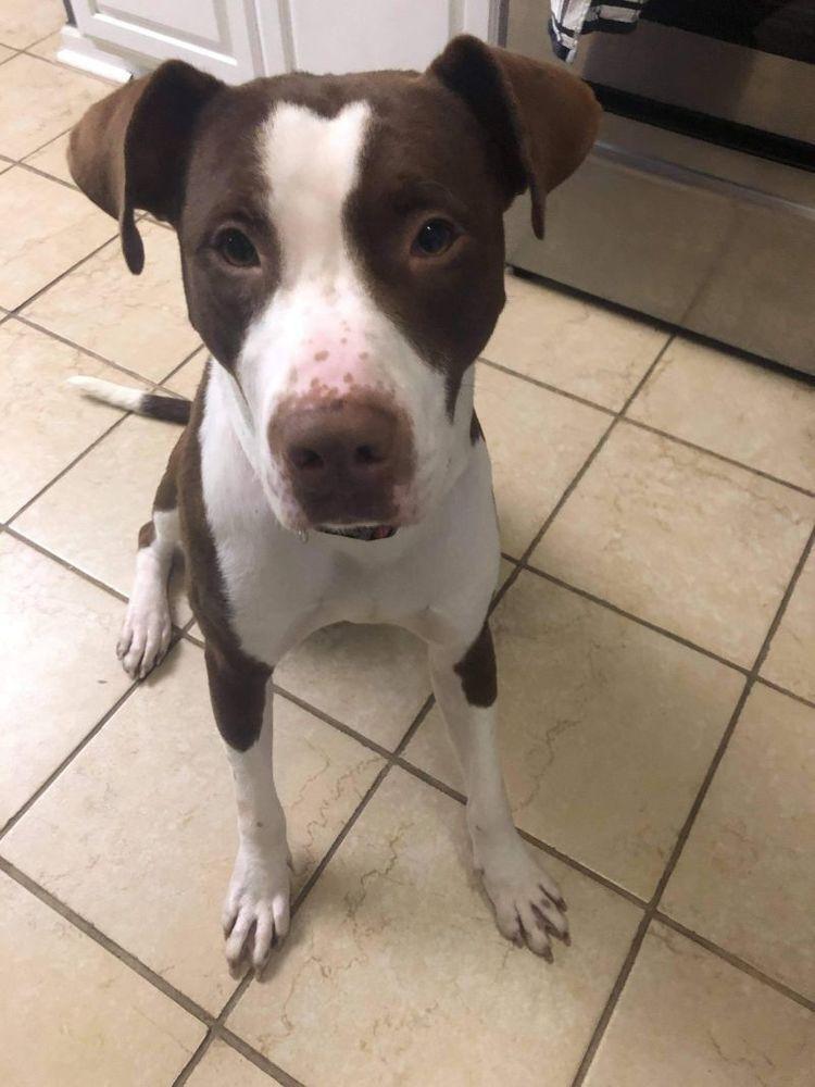 Enlarge Petey, a Adoptable mixed breed in Indianapolis, IN image 4/5