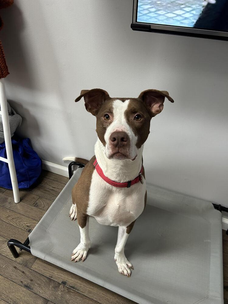 Enlarge Petey, a Adoptable mixed breed in Indianapolis, IN image 5/5