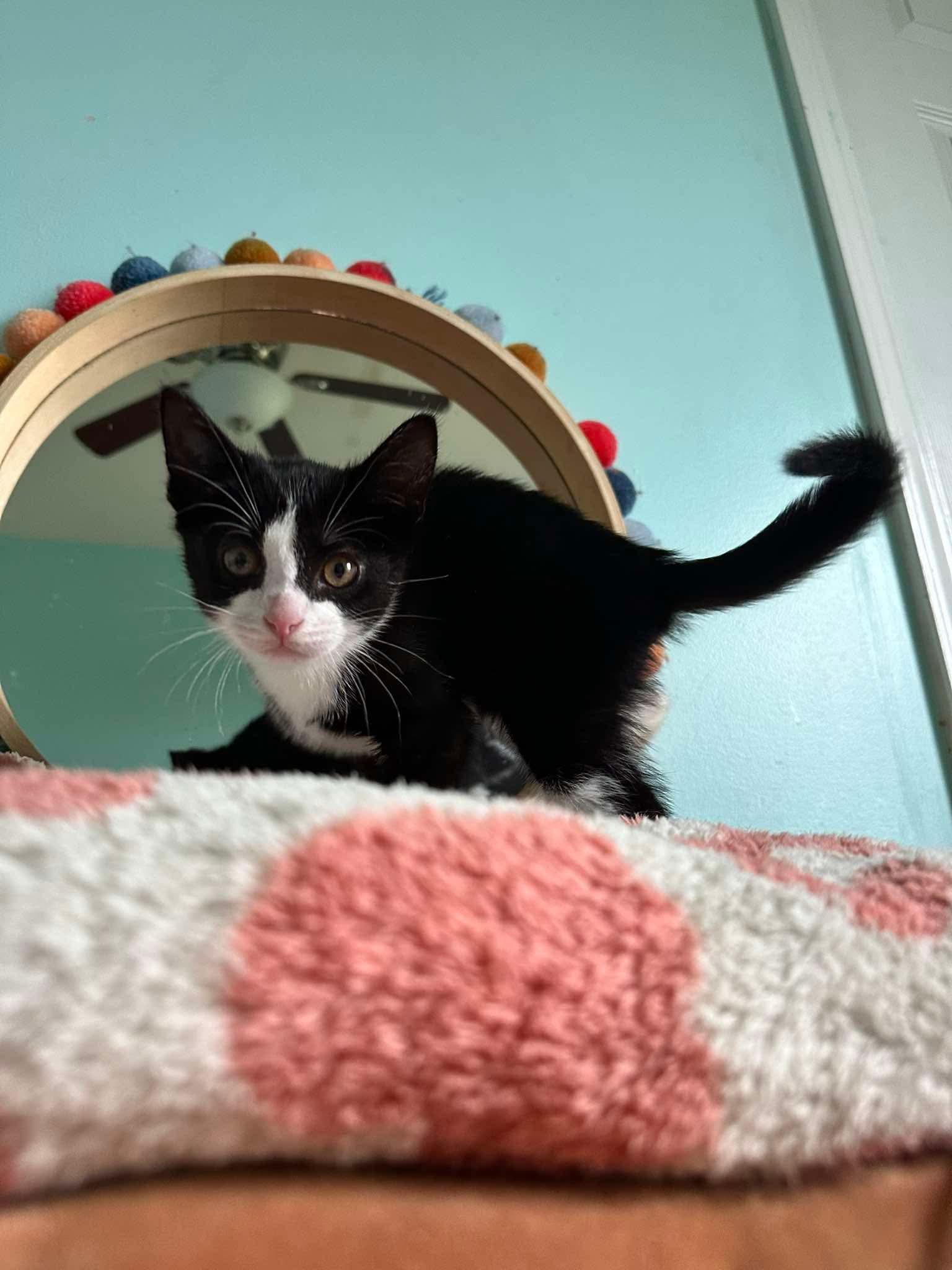 Rental, a ADOPTABLE Domestic Short Hair in Lansing, MI image 2/2