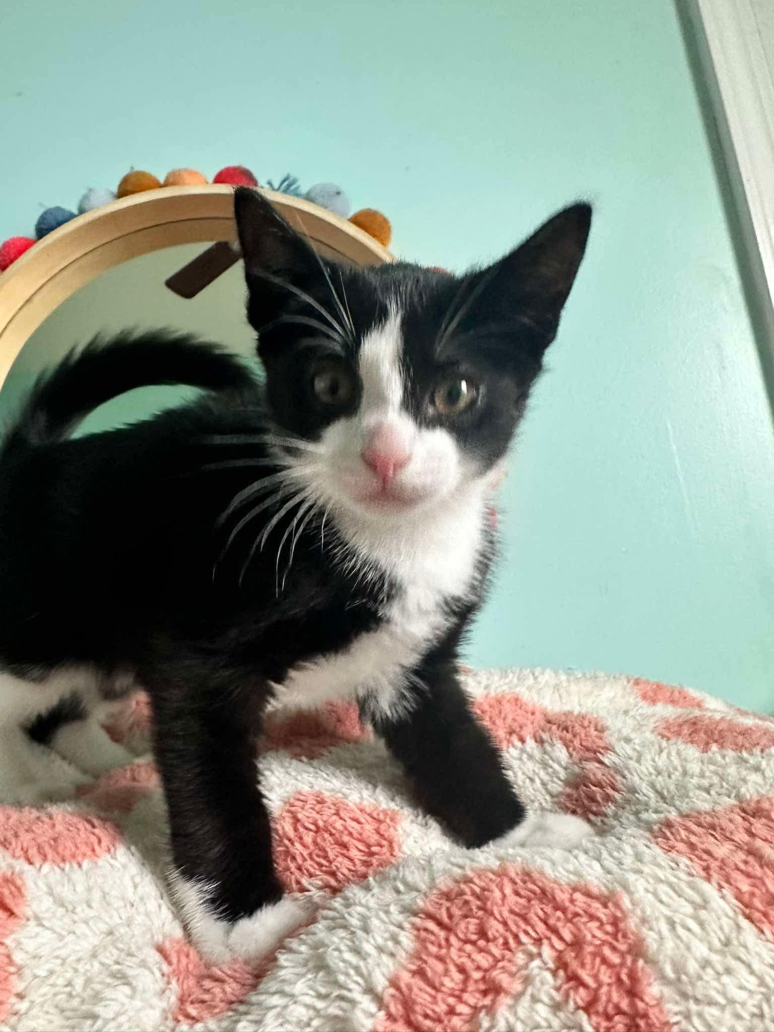 Rental, a ADOPTABLE Domestic Short Hair in Lansing, MI image 1/2