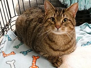 Enlarge Sir, an adopted mixed breed in Anaconda, MT image 3/4