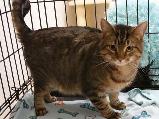 Enlarge Sir, an adopted mixed breed in Anaconda, MT image 2/4