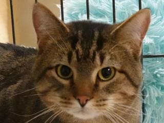 Sir, adopted, Adult Male Domestic Short Hair & Tabby.