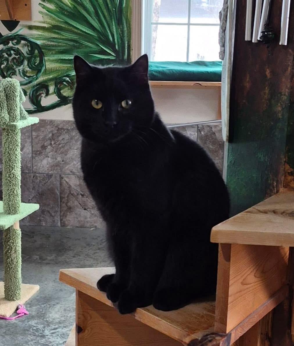 Oscar, a Adoptable Domestic Short Hair in Tomah, WI image 2/4