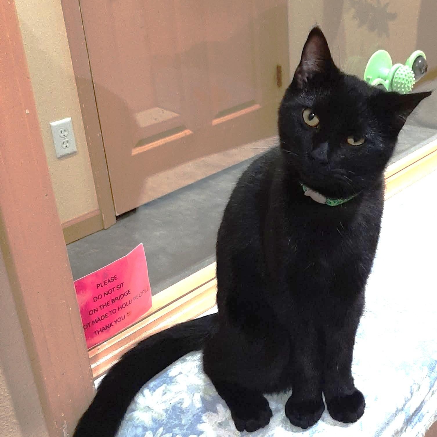 Oscar, Adoptable, Kitten Male Domestic Short Hair.