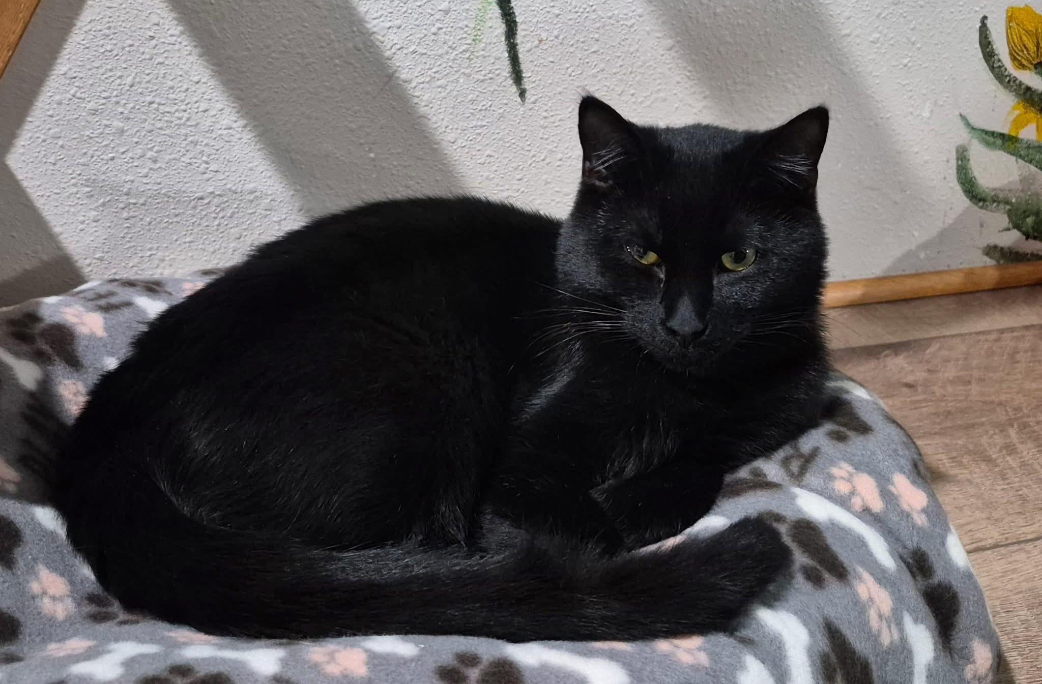 Enlarge Oscar, a Adoptable Domestic Short Hair in Tomah, WI image 4/4