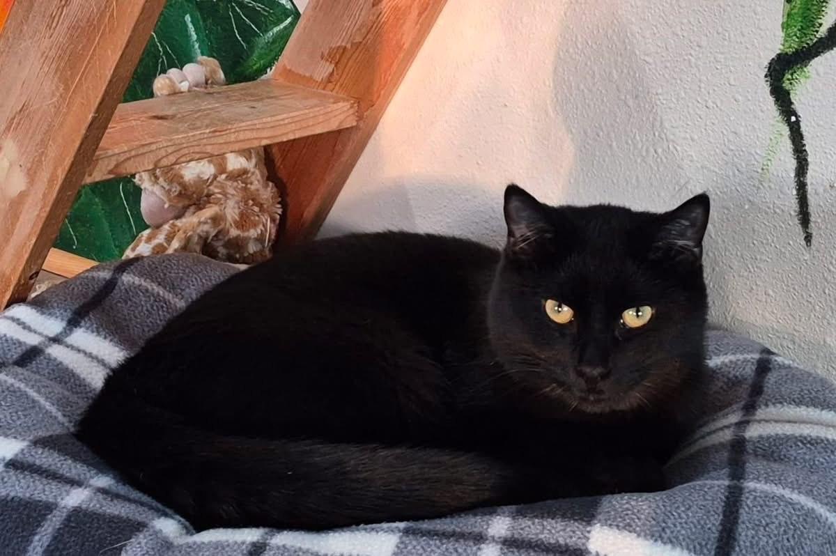 Enlarge Oscar, a Adoptable Domestic Short Hair in Tomah, WI image 1/4