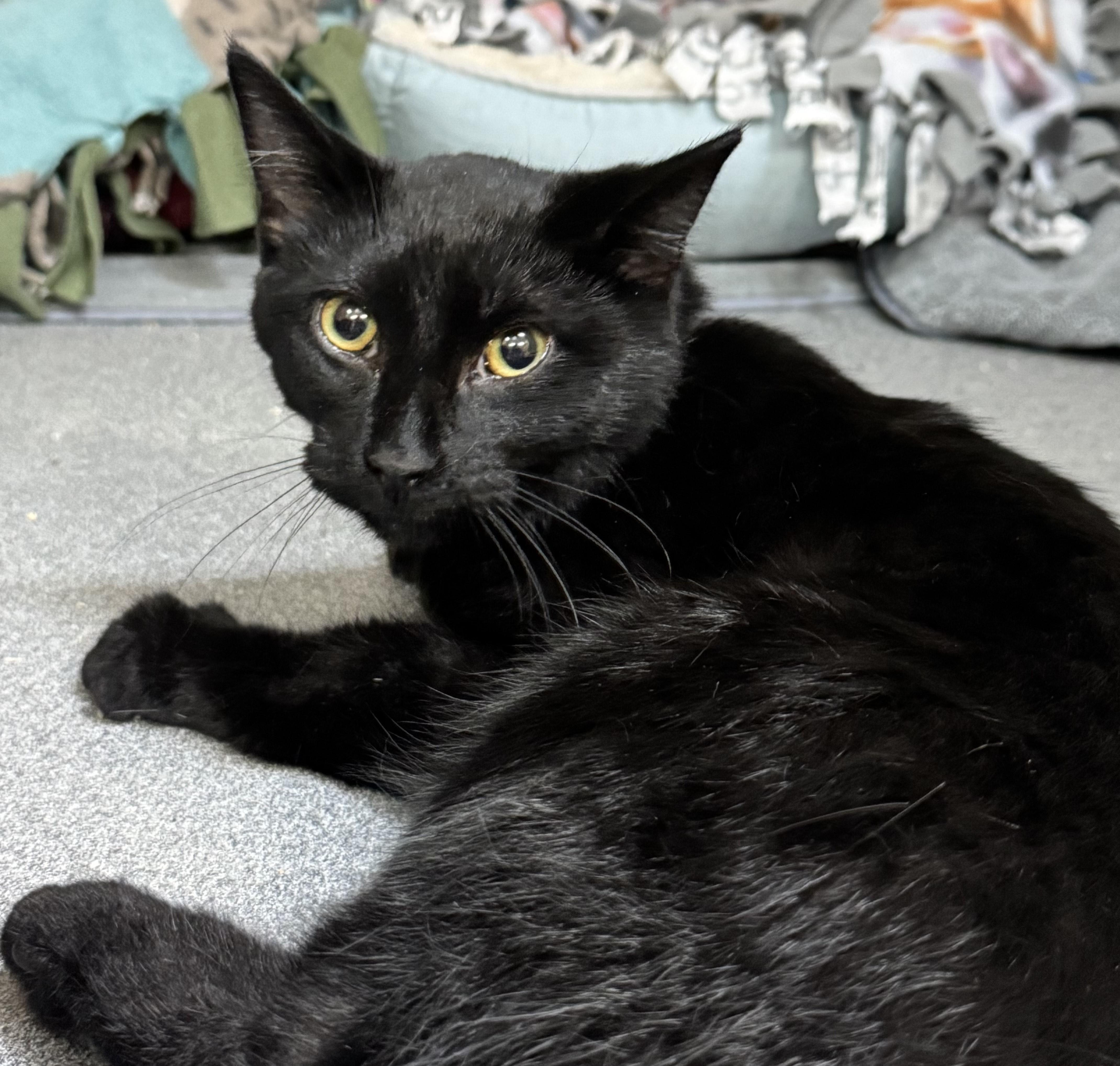 Oscar, a Adoptable Domestic Short Hair in Tomah, WI image 2/2