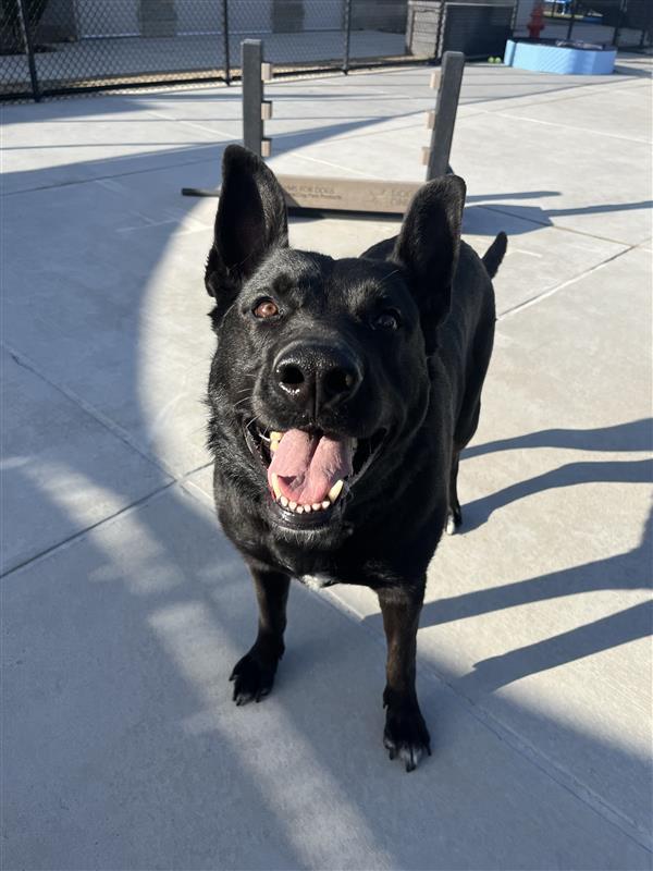 Enlarge Big Benelli, a Adoptable German Shepherd Dog in Elk Grove, CA image 1/3