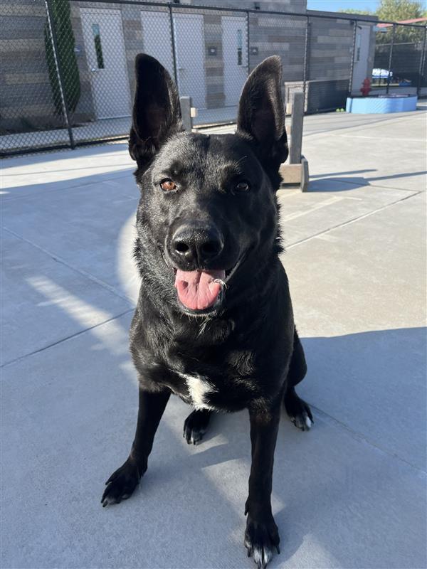 Enlarge Big Benelli, a Adoptable German Shepherd Dog in Elk Grove, CA image 2/3