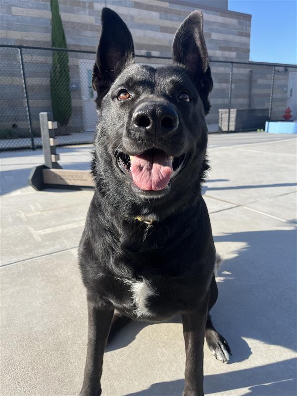 Enlarge Big Benelli, a Adoptable German Shepherd Dog in Elk Grove, CA image 3/3
