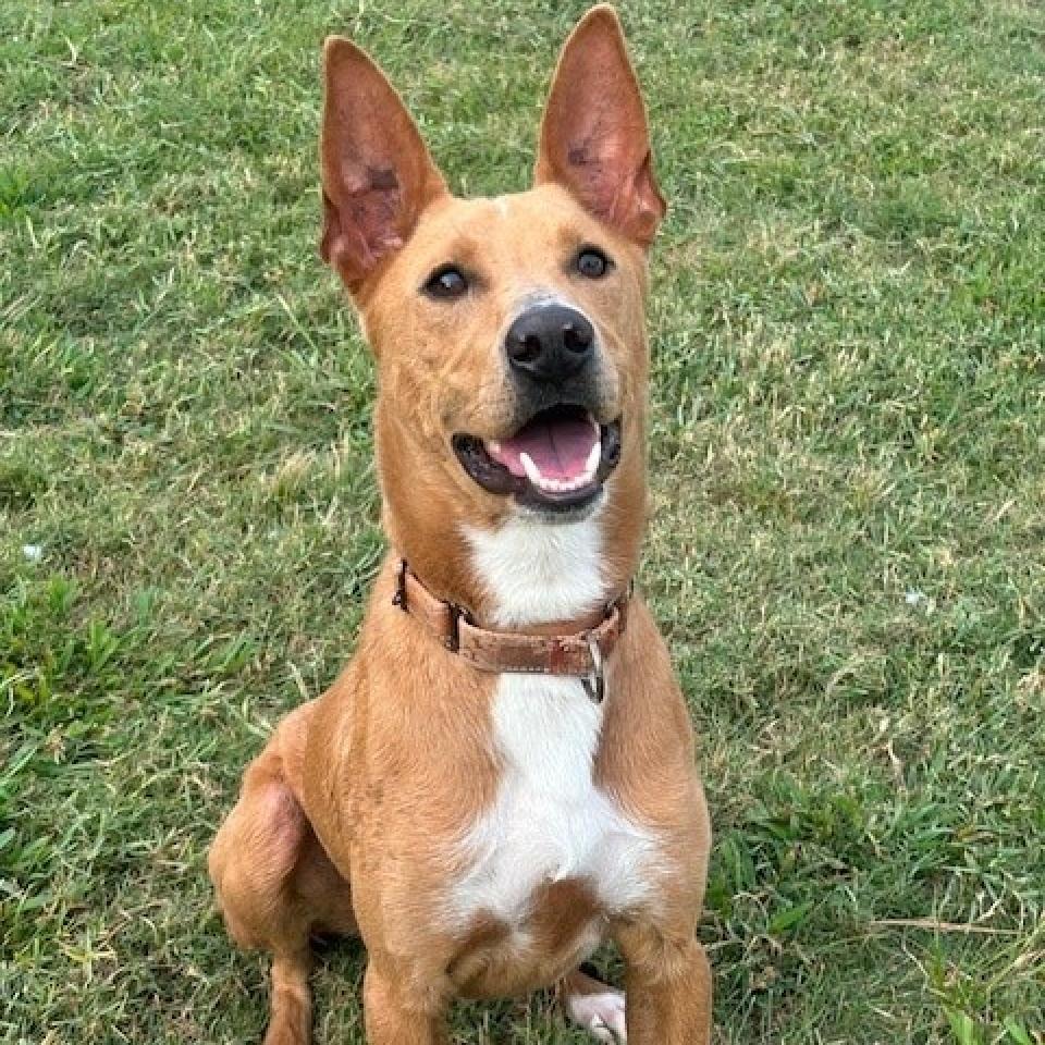 Enlarge Enzo, a Adoptable mixed breed in League City, TX image 1/6