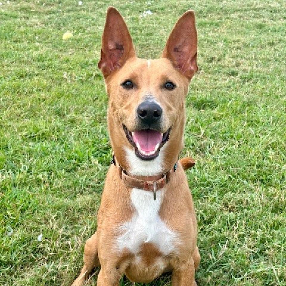 Enlarge Enzo, a Adoptable mixed breed in League City, TX image 2/6