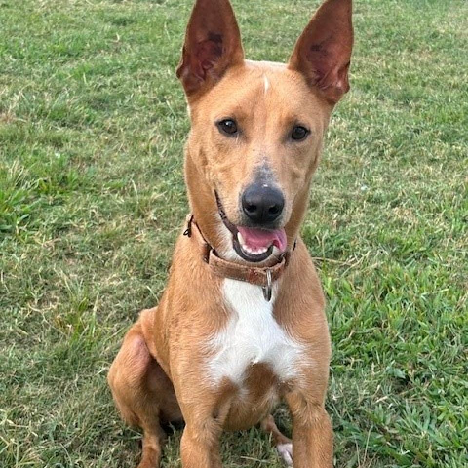 Enzo, a Adoptable mixed breed in League City, TX image 3/6