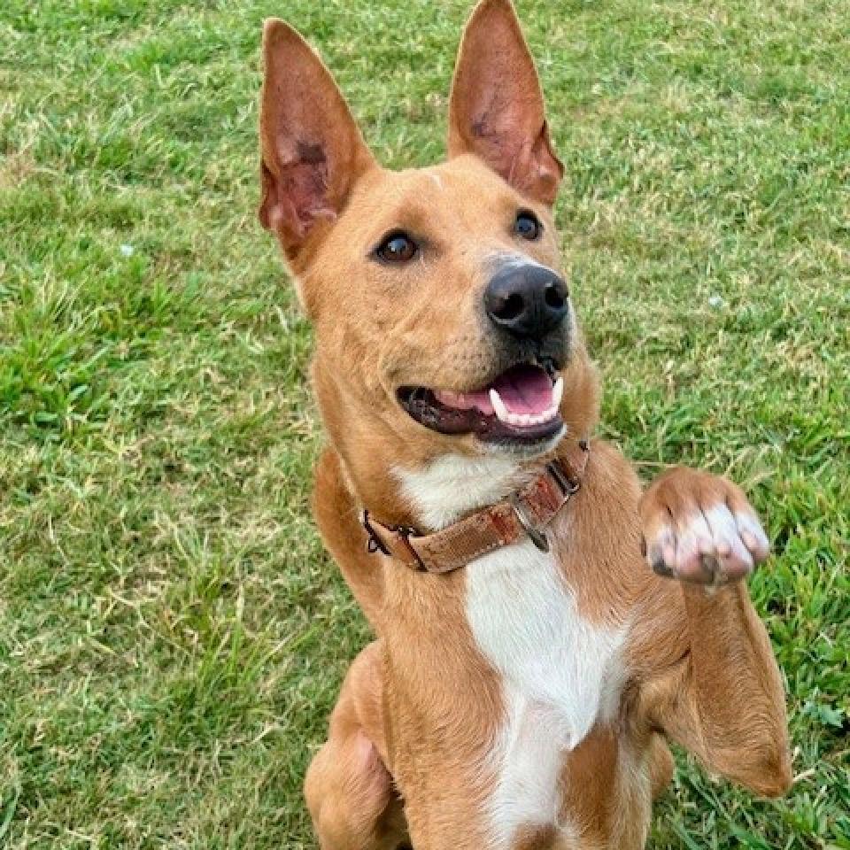 Enlarge Enzo, a Adoptable mixed breed in League City, TX image 4/6