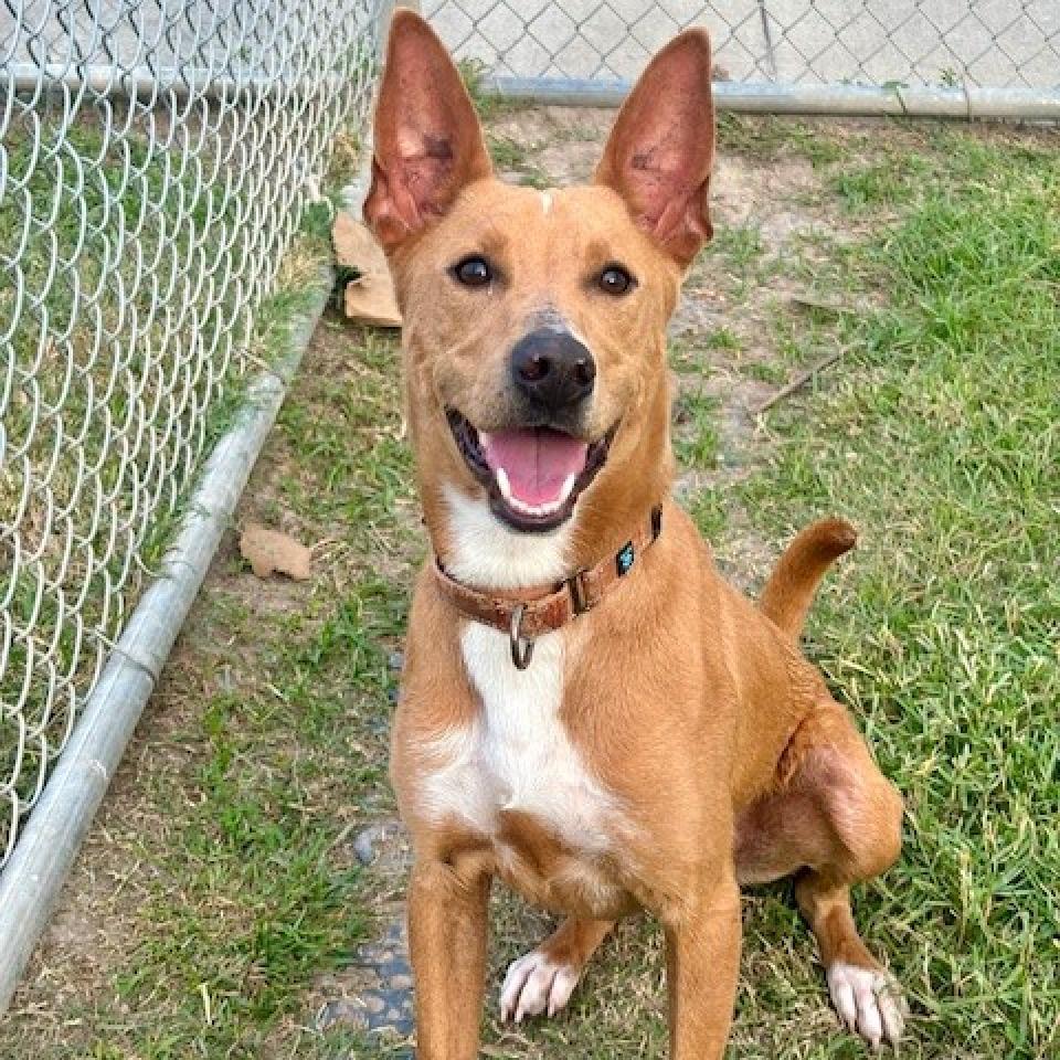 Enlarge Enzo, a Adoptable mixed breed in League City, TX image 5/6