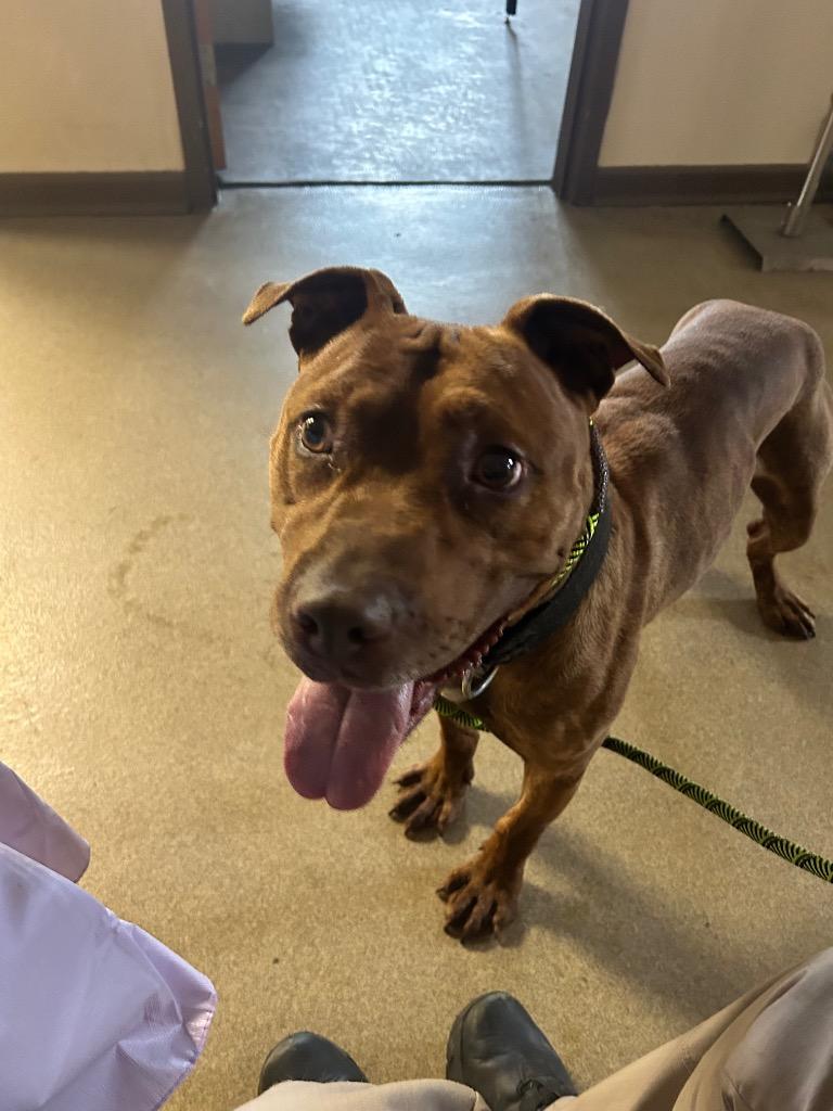 Axel, Adoptable, Adult Male Pit Bull Terrier.
