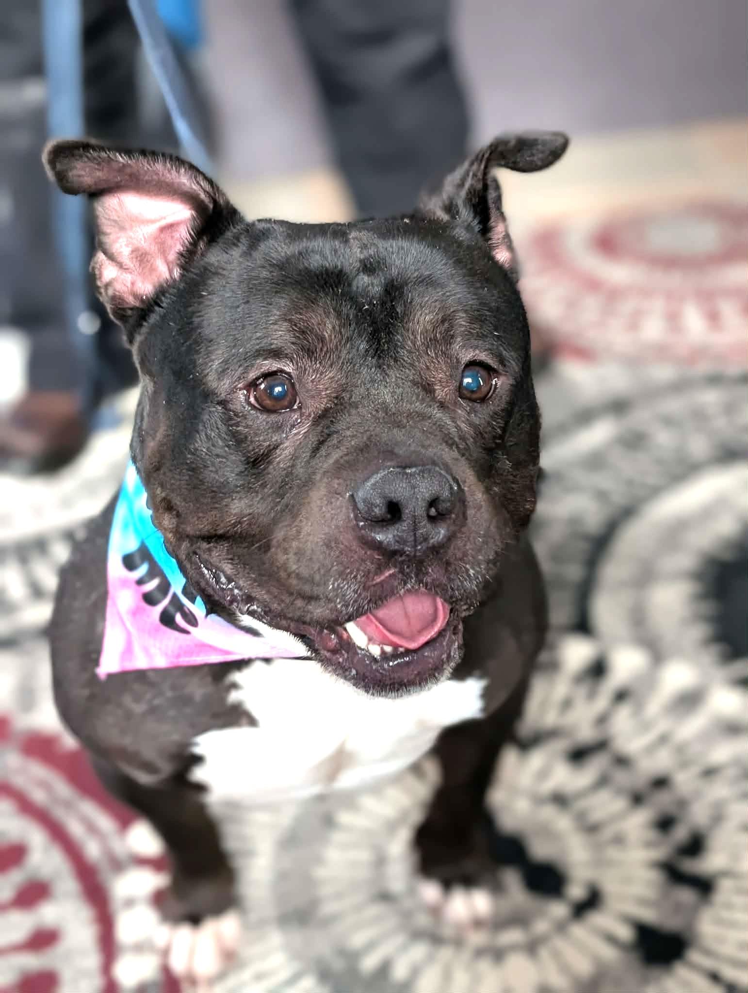 Bugsy, a ADOPTABLE mixed breed in Maybrook, NY image 2/6