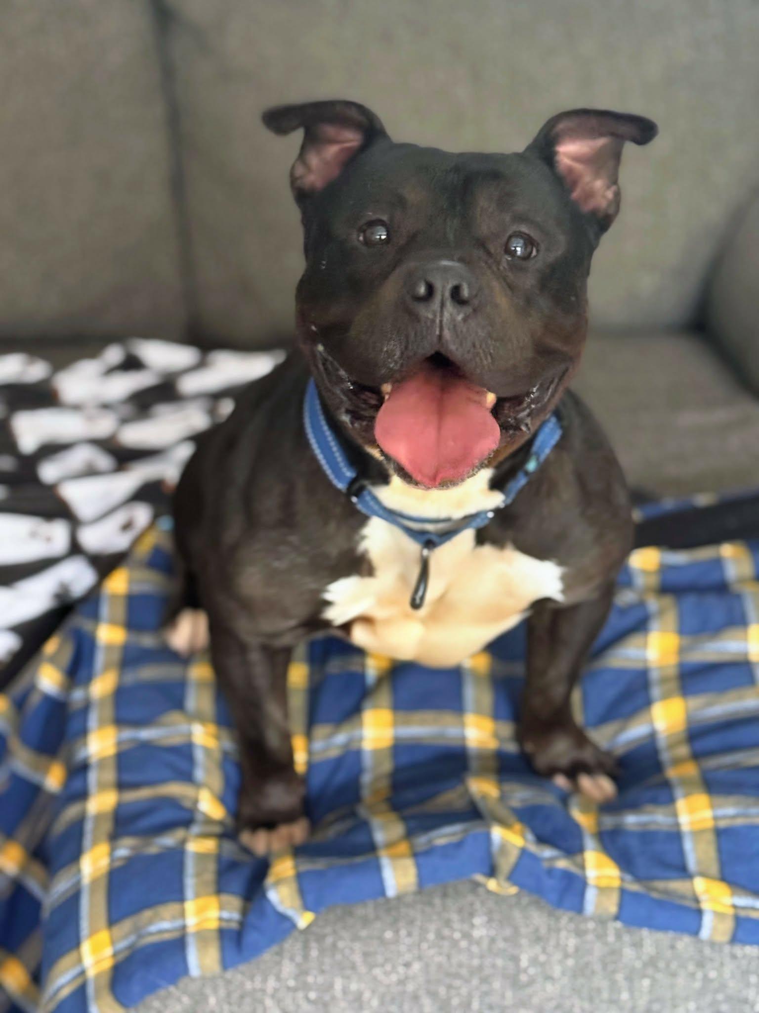 Bugsy, ADOPTABLE, Young Male American Bully.
