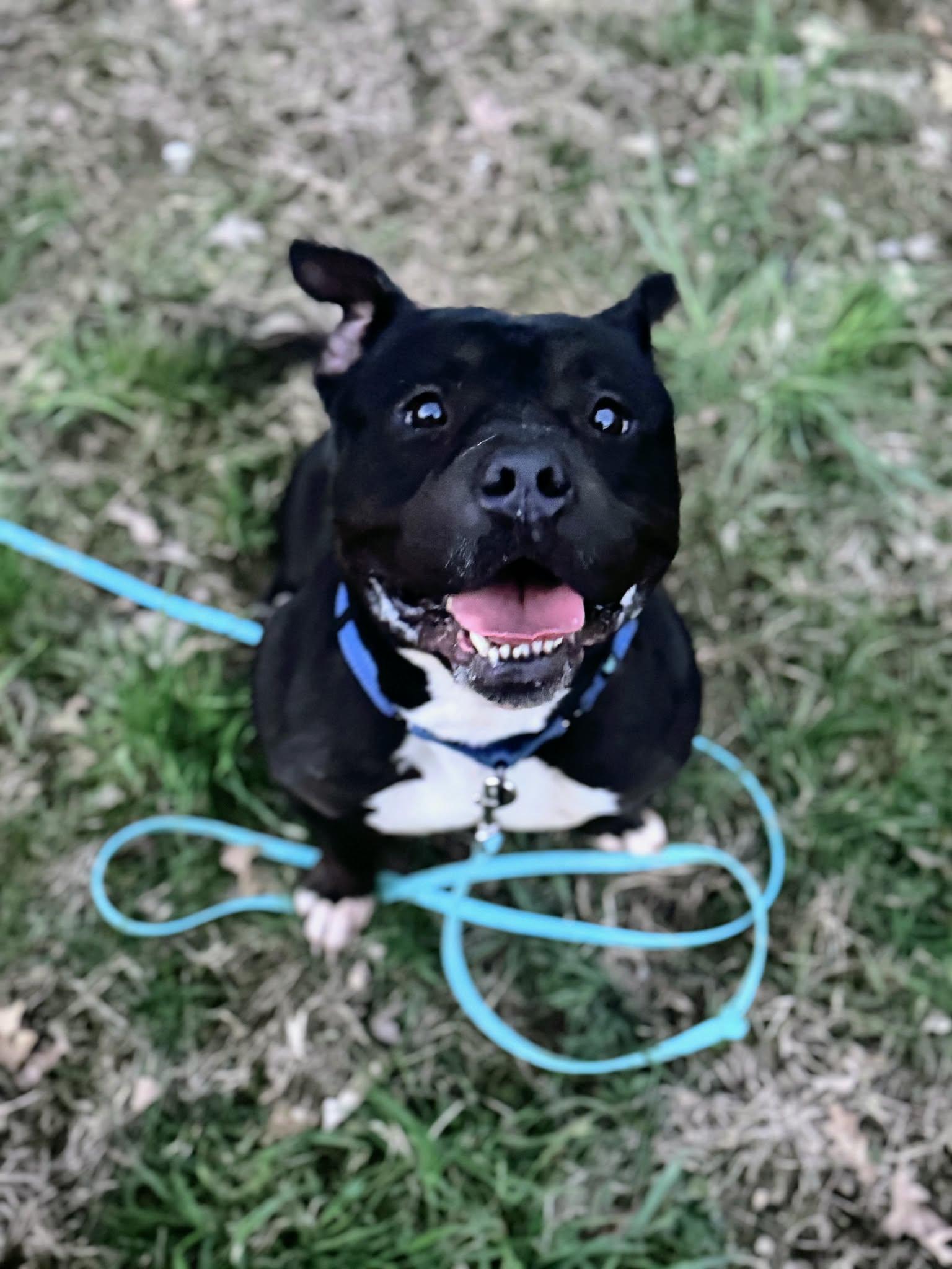 Bugsy, a ADOPTABLE mixed breed in Maybrook, NY image 3/6