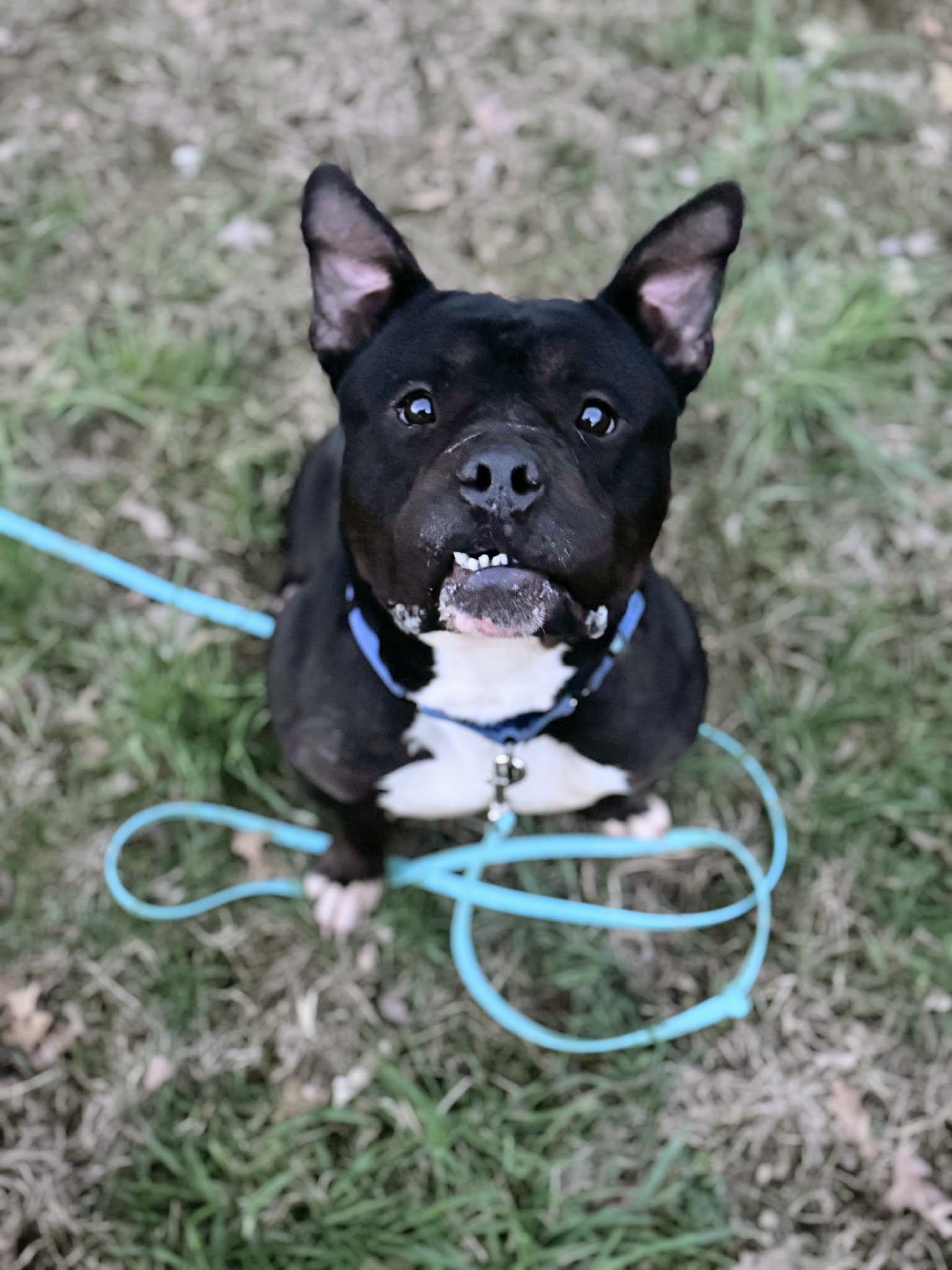 Bugsy, a ADOPTABLE mixed breed in Maybrook, NY image 5/6