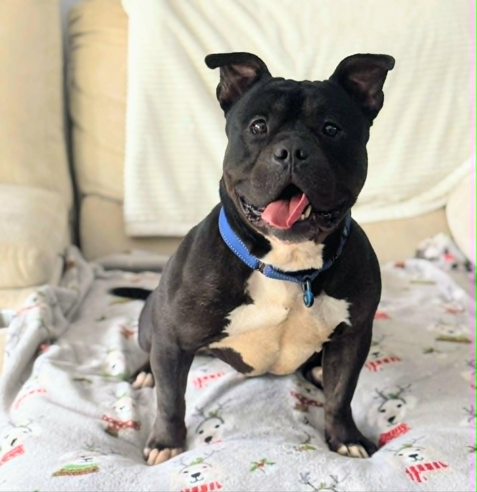 Bugsy, a ADOPTABLE mixed breed in Maybrook, NY image 4/6
