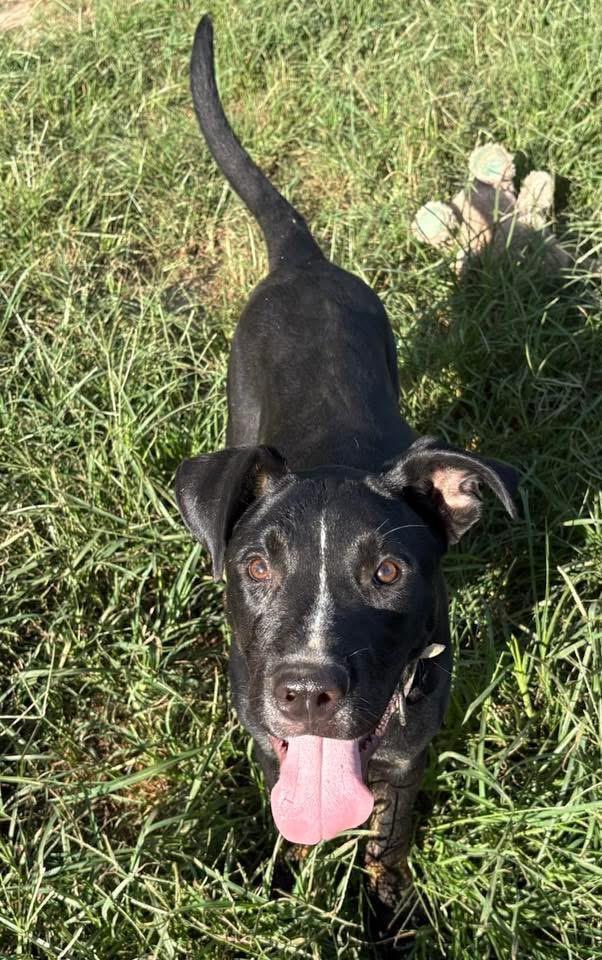 Enlarge Turtle, a Adoptable mixed breed in Calera, AL image 3/6