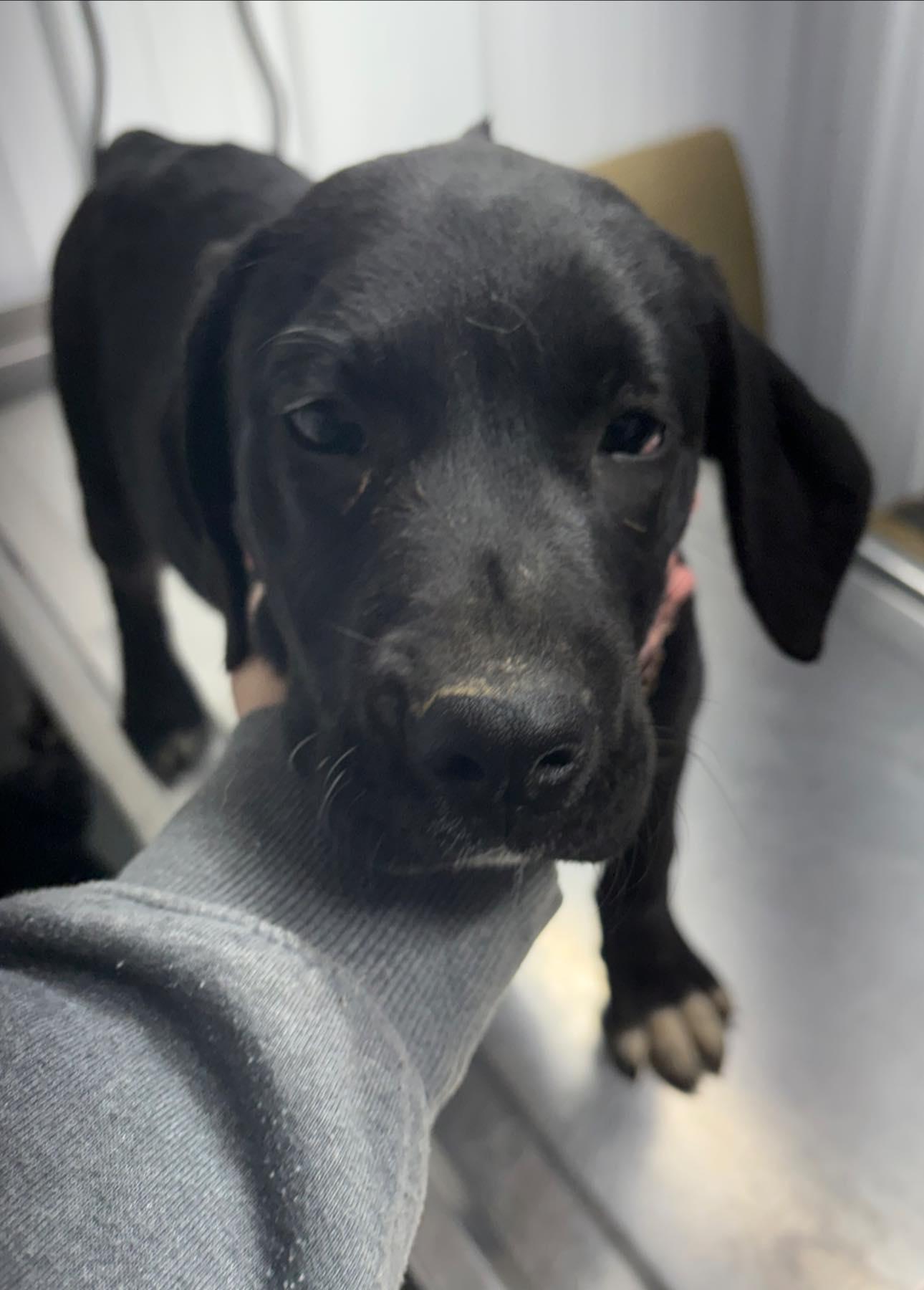 Enlarge Casey, a ADOPTABLE mixed breed in Munfordville, KY image 1/1