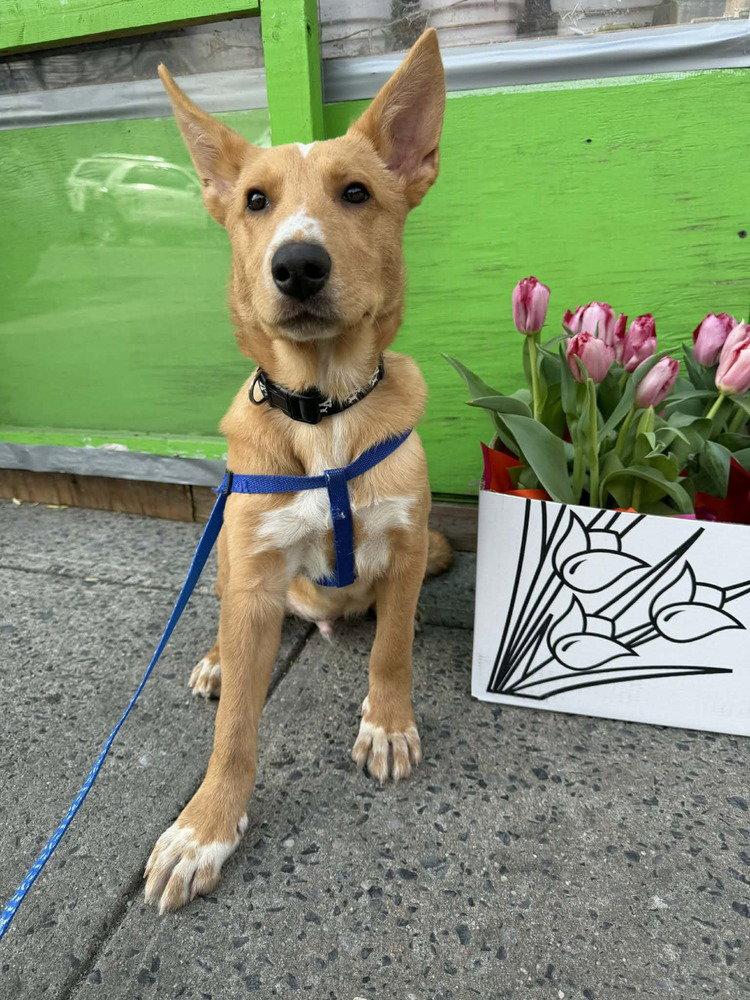 Enlarge Wesley (GA), a Adoptable Shepherd in New York, NY image 1/3