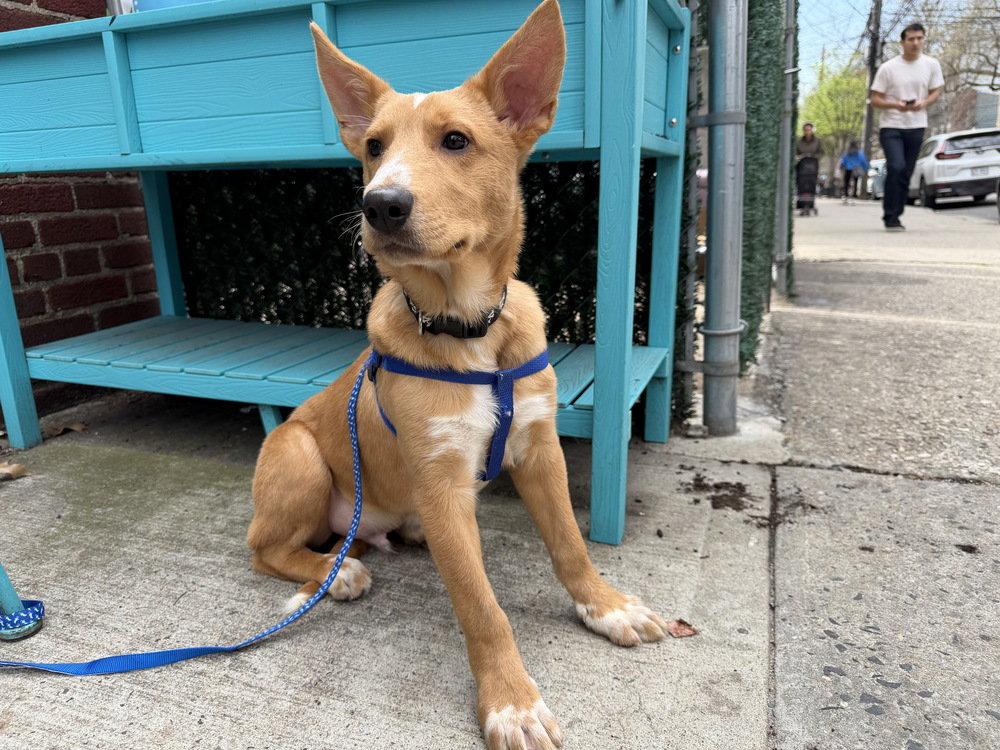 Enlarge Wesley (GA), a Adoptable Shepherd in New York, NY image 2/3
