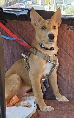 Enlarge Wesley (GA), a Adoptable Shepherd in New York, NY image 3/3