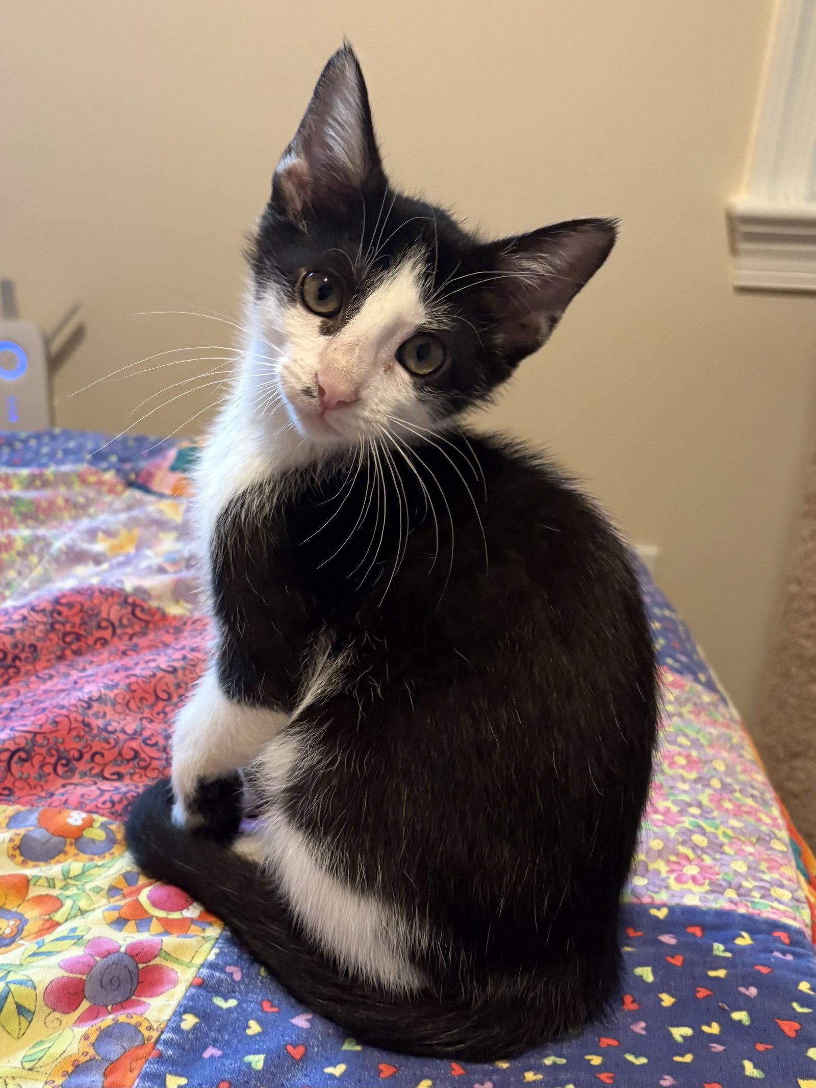 Lil' Jack, Adoptable, Kitten Male Domestic Short Hair.