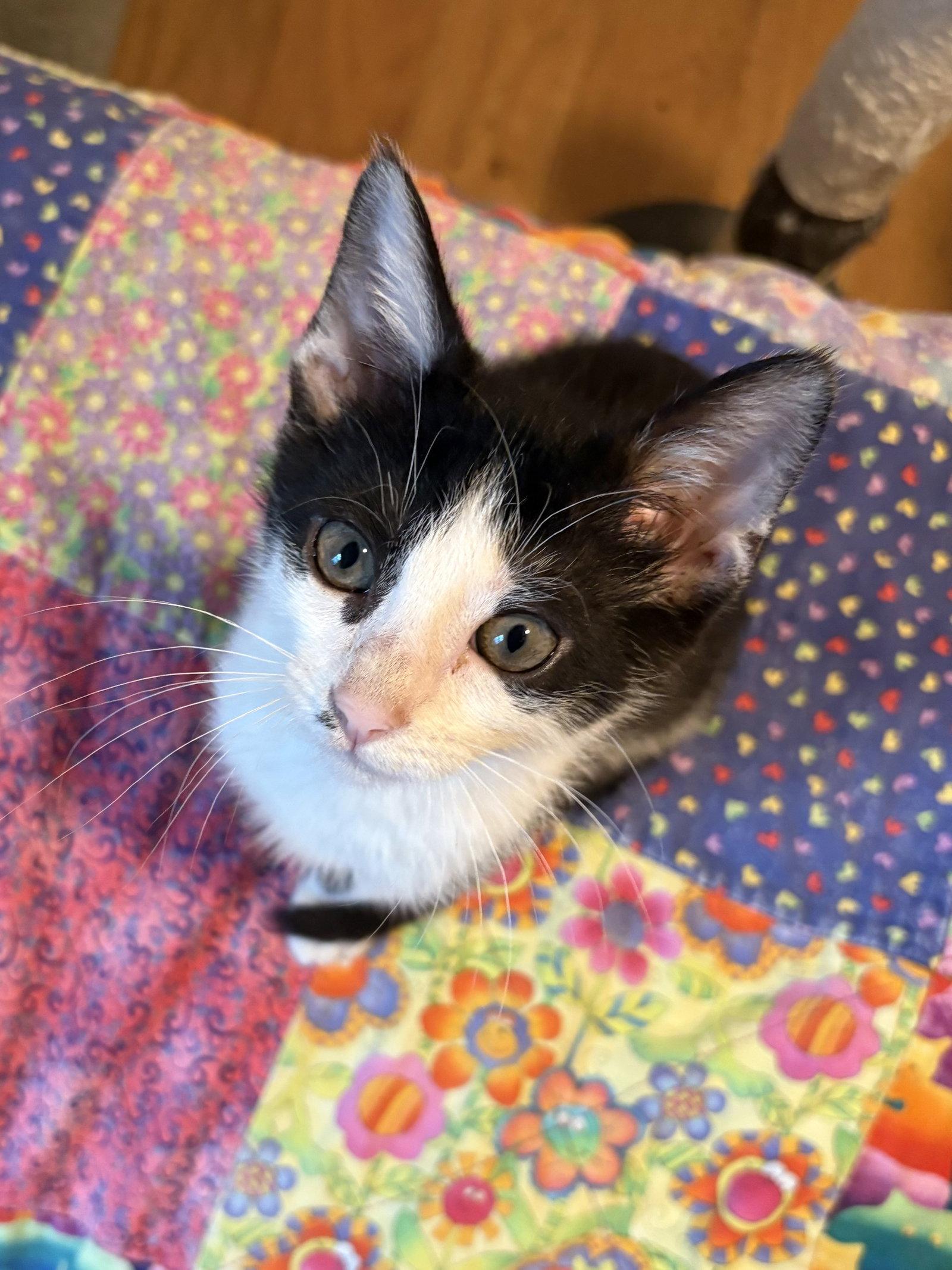 Enlarge Lil' Jack, a Adoptable Domestic Short Hair in Leesburg, VA image 2/3