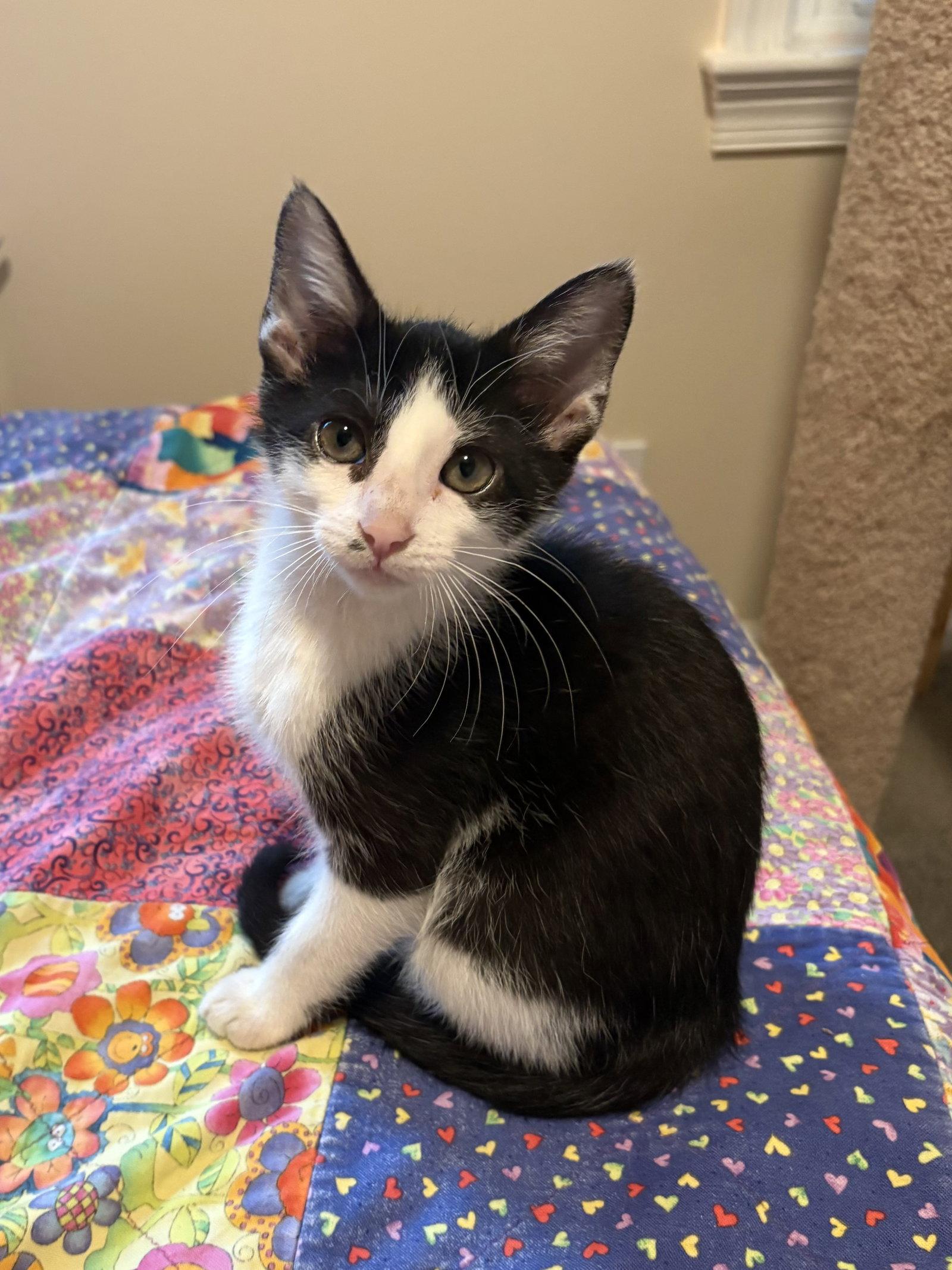 Enlarge Lil' Jack, a Adoptable Domestic Short Hair in Leesburg, VA image 3/3