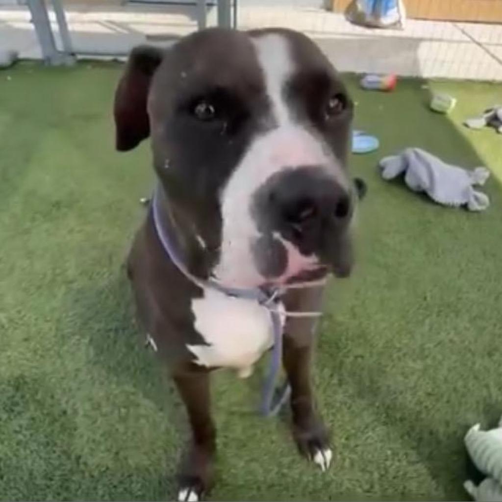 Enlarge Cane, a Adoptable American Staffordshire Terrier in Aledo, TX image 1/4