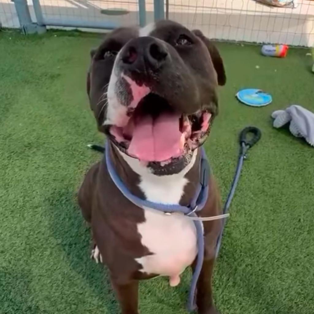 Enlarge Cane, a Adoptable American Staffordshire Terrier in Aledo, TX image 2/4